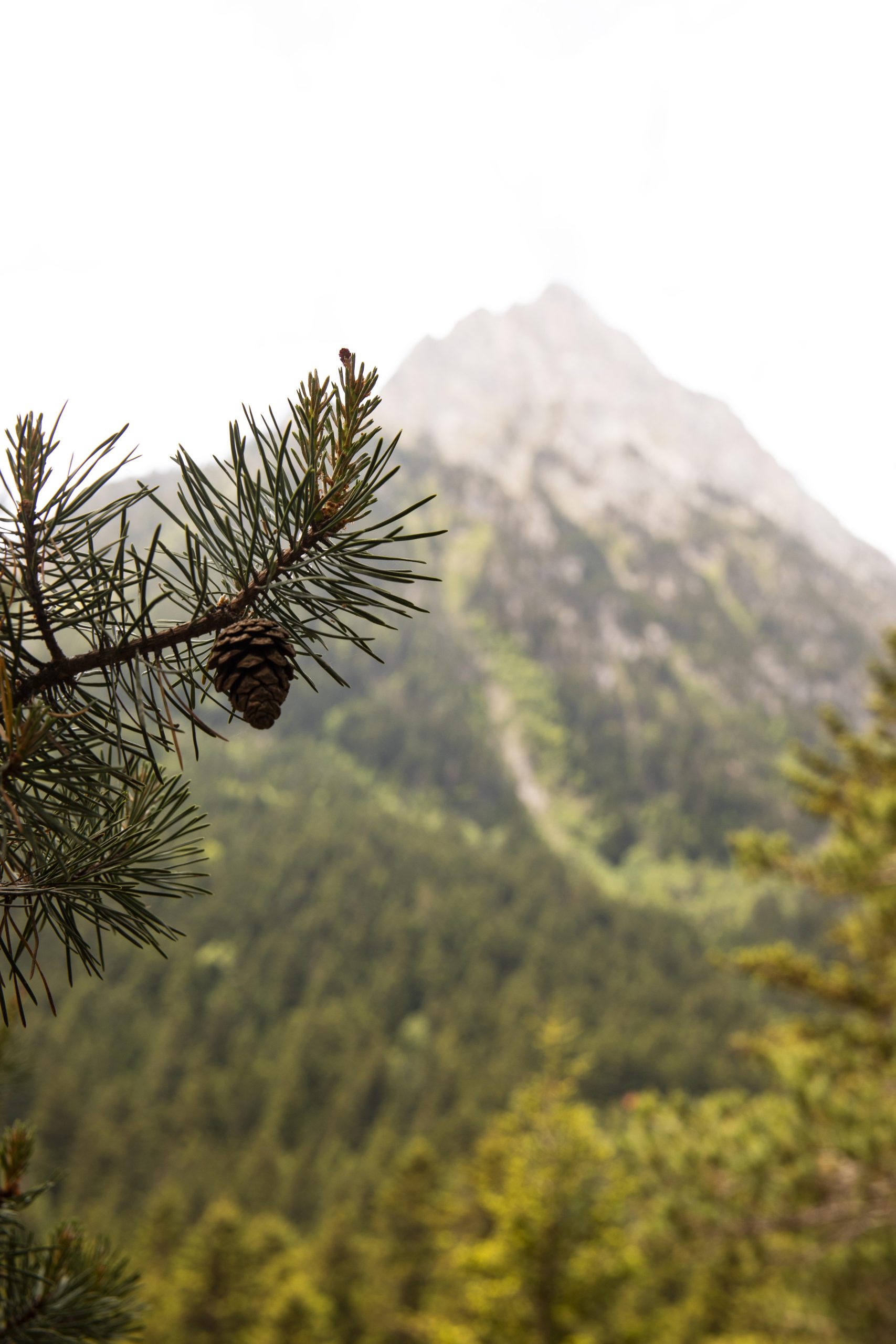 beautiful-mountain-forest-landscape